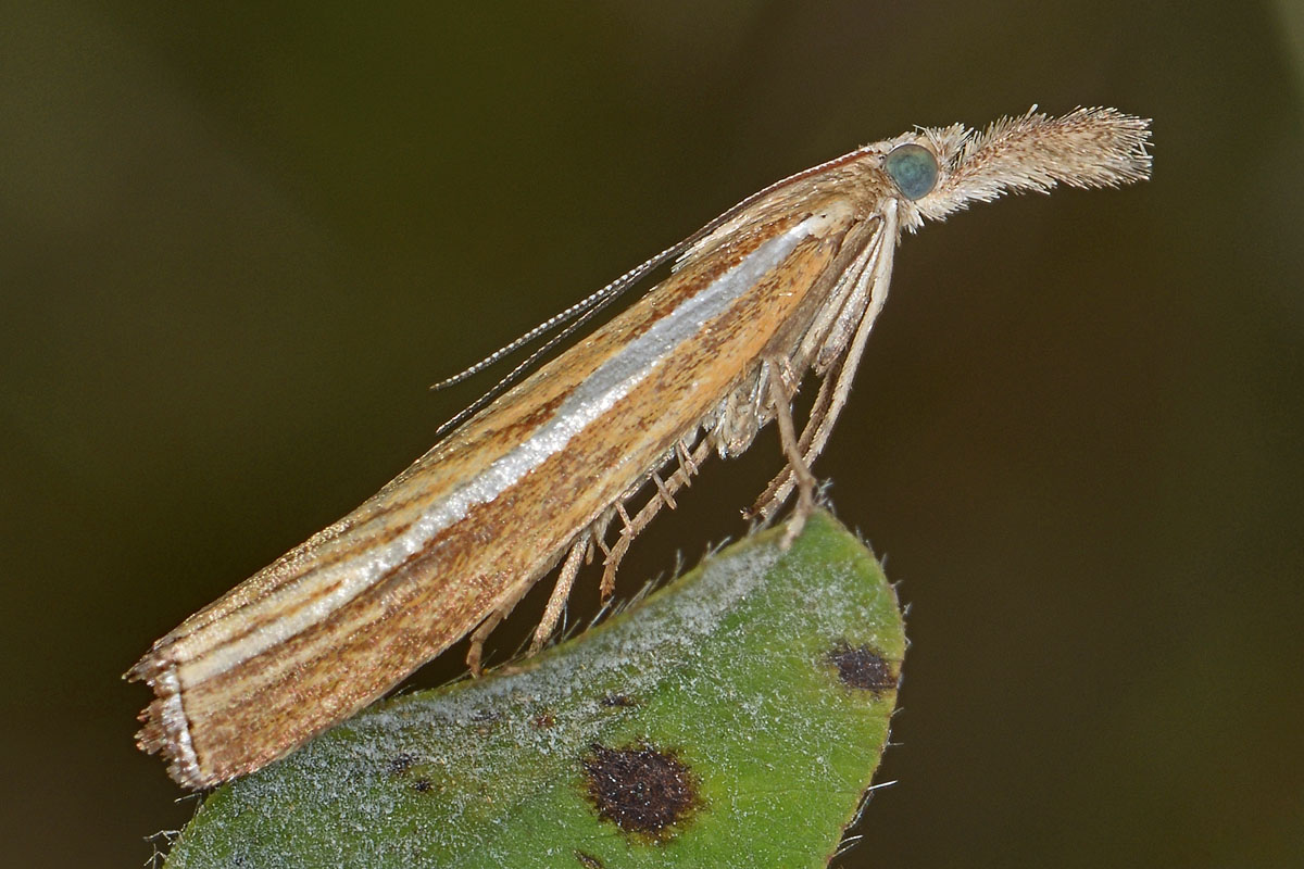 Crambidae - Agriphila sp. (selasella o tristella)